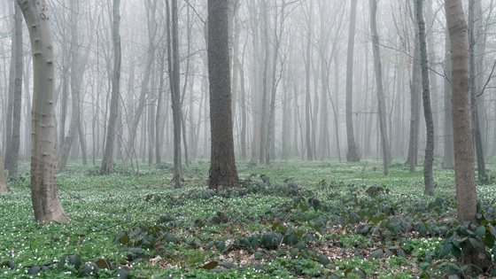 A photo of city forest of Eilenriede, Hannover by Jonas Schöne, Unsplash