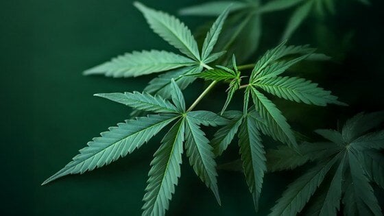 photo of hemp